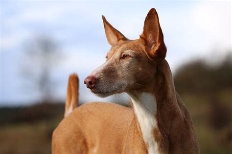 Podenco (Pods): Dog Breed Characteristics & Care